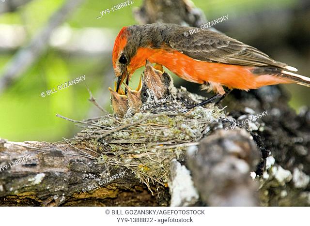 Vermilion Flycatcher Male with young - Los Novios Ranch - near Cotulla, Texas USA