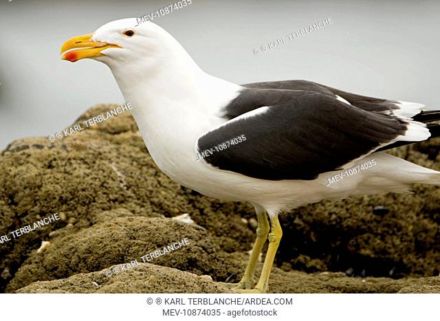Cape Kelp Gull - Portrait clearly showing colour of the bill and dark eye (Larus vetula). Atlantic Coast - Namibia - Africa