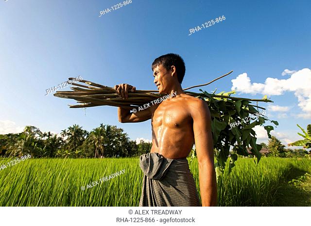 A farmer carries some sticks to be used to make a fence, Chittagong Hill Tracts, Bangladesh, Asia
