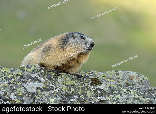 Murmeltier, Marmota marmota, Nationalpark Hohe Tauern, Österreich, Alpine marmot, Hohe Tauern National Park, Austria, Europe