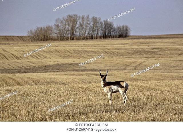member, antelope, surviving, americana, antilocapra, pronghorn