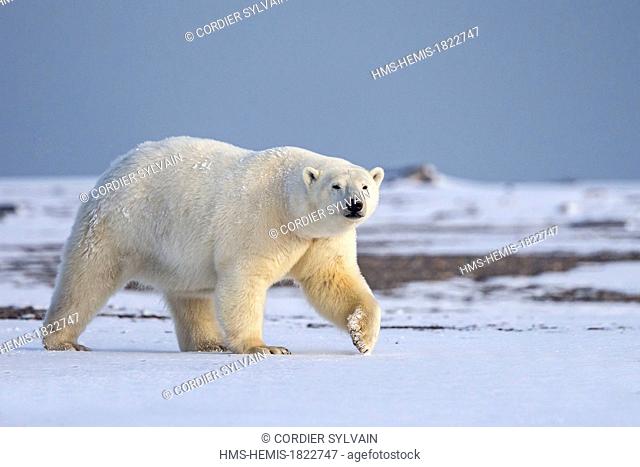United States, Alaska, Arctic National Wildlife Refuge, Kaktovik, Polar Bear (Ursus maritimus), adult female, along a barrier island outside Kaktovik