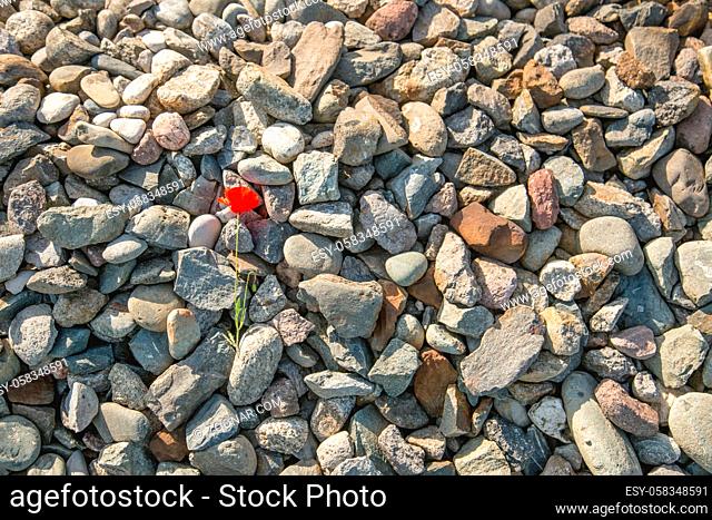 Red poppy flower on a background of cobblestones. Large field with beautiful red poppies. Summer landscape with flowers. Red flowers. Red poppy buds