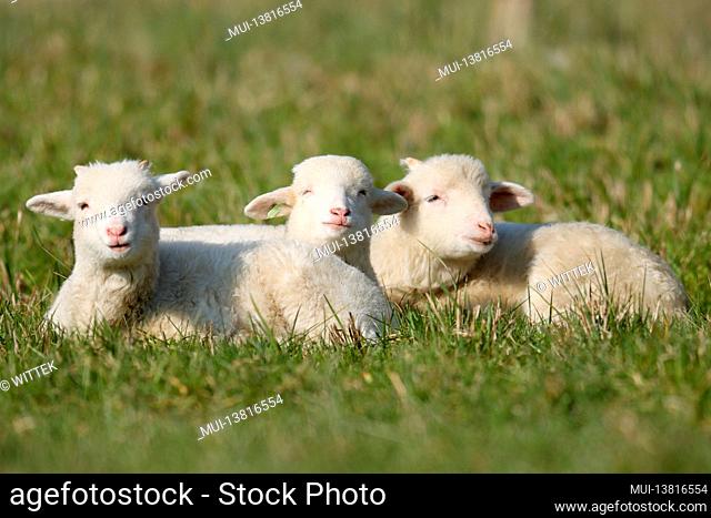 Forest sheep (Landschafrasse, domestic sheep breed) lambs lying on a pasture, Germany