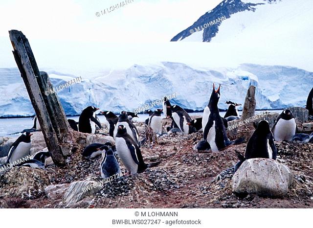gentoo penguin Pygoscelis papua, nesting colony between the relicts of a boat, Antarctica