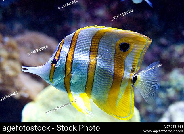 Copperband butterflyfish (Chelmon rostratus) is a marine fish native to tropical Indo-Pacific Ocean.