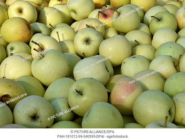 10 October 2018, Brandenburg, Werder: Apples of the Rubinstar variety waiting to be processed in the Thierschmann fruit press