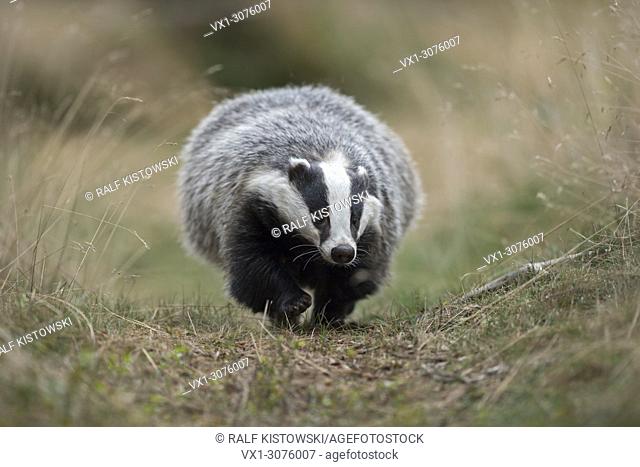 European Badger ( Meles meles ) running over its badger's path, frontal low point of view, Europe
