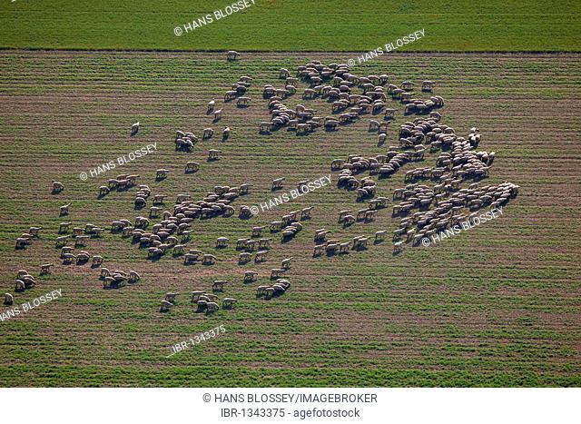 Aerial shot, flock of sheep, Muellingsen, Soest, North Rhine-Westphalia, Germany, Europe