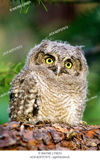 Western screech-owl chick Otus kennicotti, southern Okanagan Valley, British Columbia