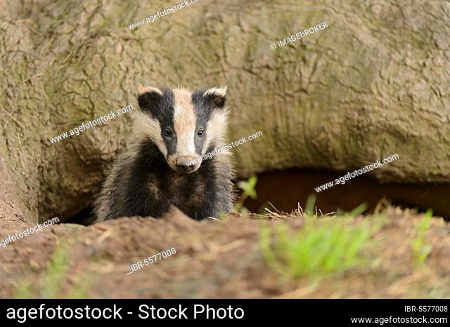 Eurasian Badger (Meles meles) cub, looking out from sett entrance under oak tree, Blithfield, Staffordshire, England, United Kingdom, Europe