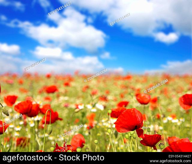 Red poppies against the blue sky.Poppy in the field