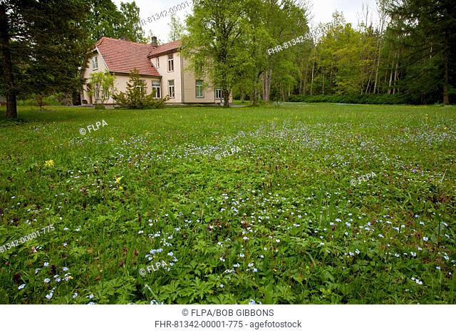 Flowery meadow habitat around old house, Viidumae N P , Saaremaa Island, Estonia, may