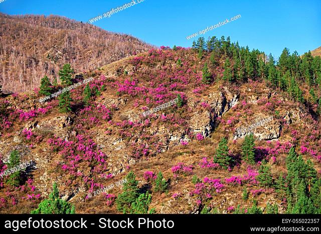 Mountain slopes covered by Rhododendron dauricum bushes with flowers (popular names bagulnik, maralnik). Altai, Siberia, Russia
