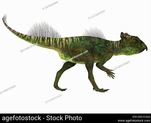Archaeoceratops was a Ceratopsian herbivorous dinosaur that lived in China in the Cretaceous Period