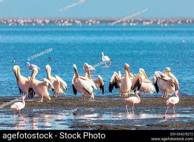 Pink-backed pelican and rosy flamingo colony in Walvis bay, Namibia safari wildlife
