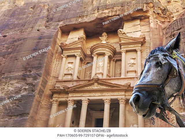 A horse outside the Al-Khazneh temple, carved out of the sandstone rock face, in the historic city of Petra, Jordan, 12 November 2016.