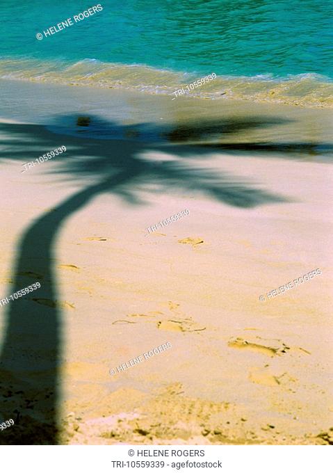 Pigeon Point Tobago Palm Tree Shadow On Beach