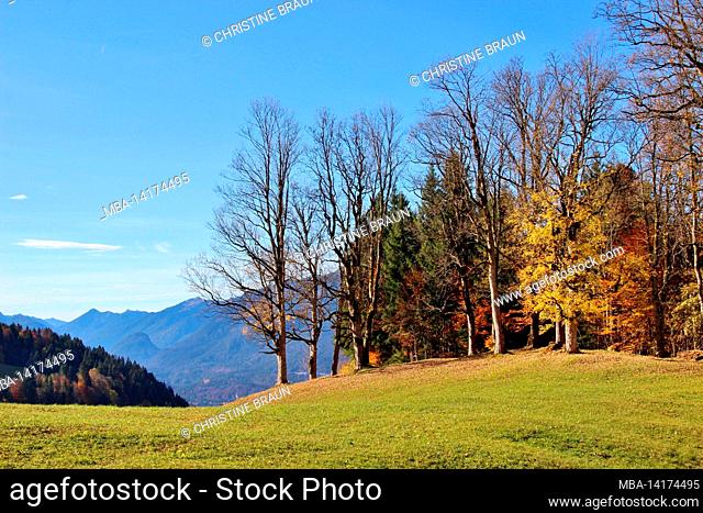 Autumn forest on the way from Eckbauer to Wamberg, Germany, Bavaria, Upper Bavaria, Loisachtal, Garmisch-Partenkirchen