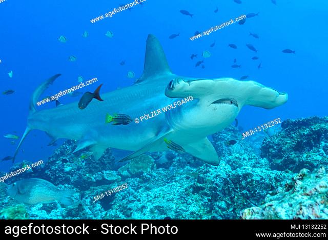 Bowhead hammerhead shark (Sphyrna lewini) at the cleaning station and juvenile Mexican hogfish with (Bodianus diplotaenia) as cleaner fish, Cocos Island