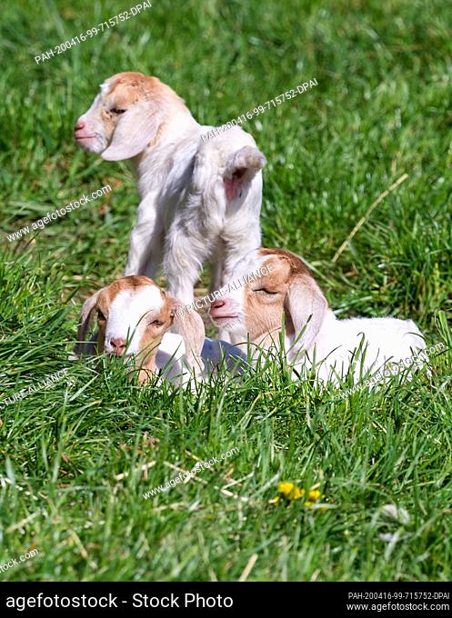 14 April 2020, Brandenburg, Doberlug-Kirchhain: Three young goats play in the grass. Photo: Soeren Stache/dpa-Zentralbild/ZB