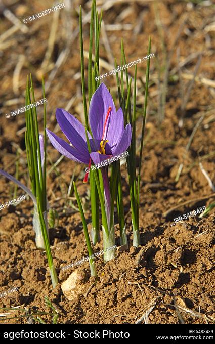 Saffron Crocus (Crocus sativus), Motilla del Palancar, Cuenca province, Castilla-La Mancha, Spain, Europe