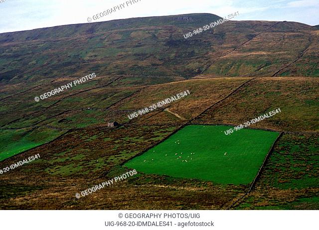 Patch of improved grazing pasture surrounded by moor Yorkshire Dales national park, Sleddale pasture, near Hawes, England