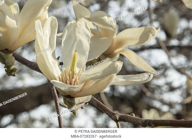 A large, white magnolia blossom with pistil and stamens