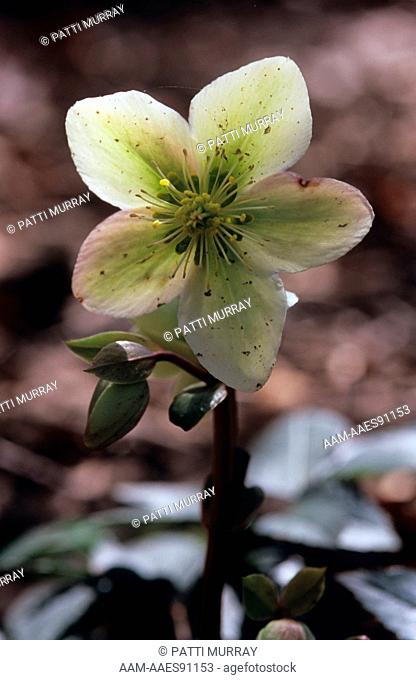 Lenten Rose (Helleborus orientalis) New Jersey
