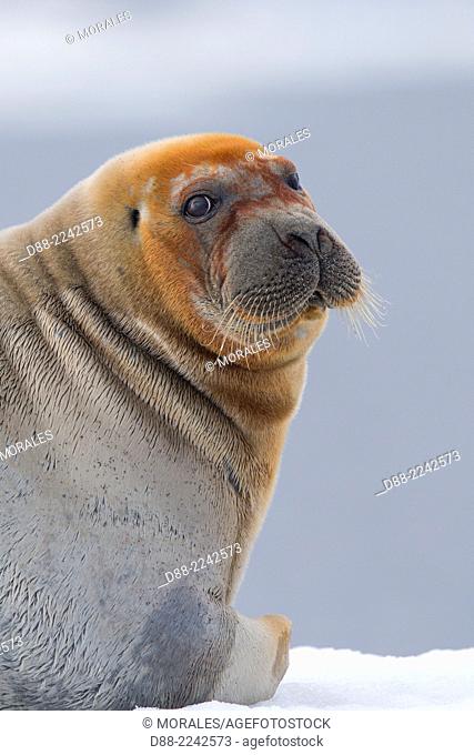 North America, United States, Alaska, Arctic National Wildlife Refuge, Kaktovik, Bearded seal (Erignathus barbatus), on the ice floe