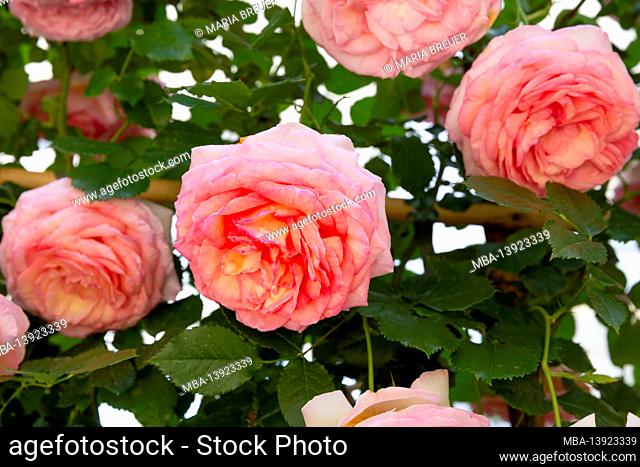 Pink rose, flower hall, inspiration nature, state garden show, Ingolstadt 2020, new term 2021, Ingolstadt, Bavaria, Germany, Europe