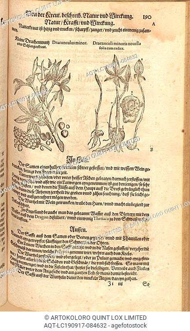 Dracunculus minor et Dracunculi minoris novella folia cum root, Little Dragonwurt or Serpent Herb, Fol. 190r, 1590, Pietro Andrea Mattioli