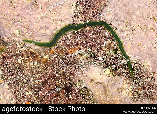 Green Bristleworm, Green bristle worms, Polychaetae, Animals, Other animals, Worms, Greenleaf Bristleworm (Eulalia viridis) adult, in rockpool at low tide