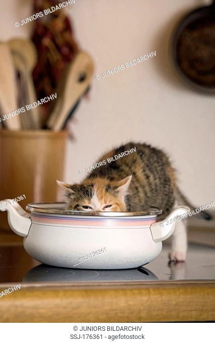 Domestic cat. Tricolored kitten (4 weeks old) investigating a cooking pot