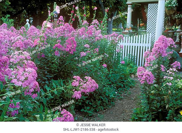 FLOWERS: Pink phlox and hollyhocks, view towards country farm house with white picket fence and porch