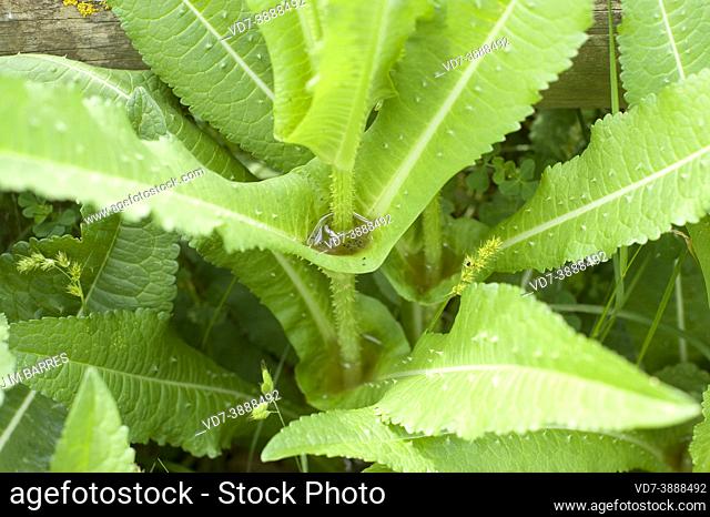Wild teasel or fuller's teasel (Dipsacus fullonum) is a biennial spiny plant native to Europe and northern Africa. Detail of leaves perhaps with insectivorous...