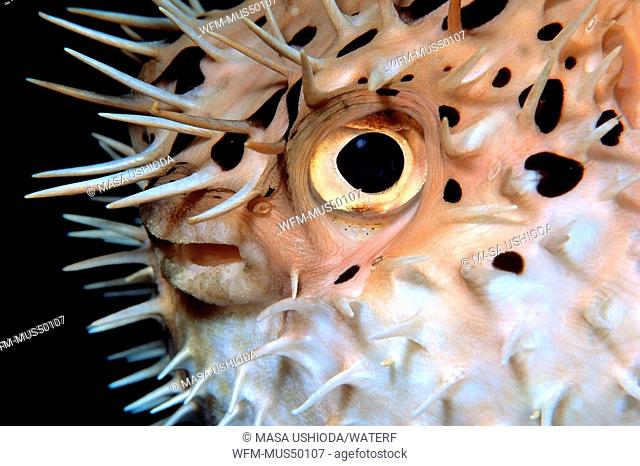 balloonfish, Diodon holocanthus, Key Largo, Florida Keys, Caribbean Sea, Florida, USA