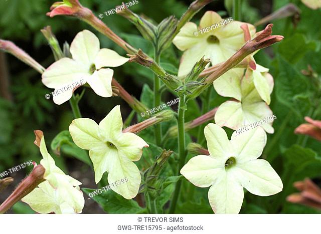 NICOTIANA 'ANTIQUE LACE'