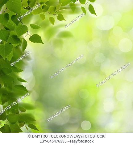 Summer morning. Abstract environmental backgrounds with green foliage and bokeh