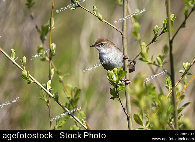 Cetti's warbler-Cettia cetti. Spring