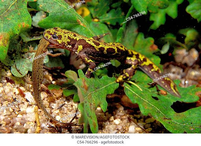 Freshwater Rivers Galicia Spain Marbled newt Triturus marmoratus devouring to Bosca's newt