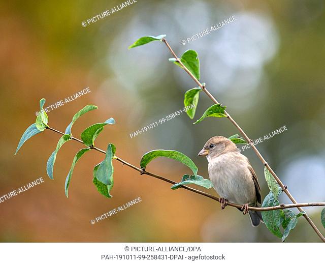 09 October 2019, Berlin: A sparrow sits on a branch of a bush in a park. Photo: Monika Skolimowska/dpa-Zentralbild/ZB. - Berlin/Berlin/Germany