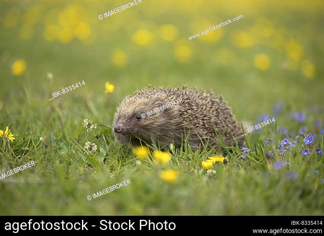 European hedgehog (Erinaceus europaeus) adult walking in a meadow with Spring flowers, Suffolk, England, United Kingdom, Europe