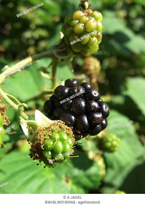 Armenian blackberry Rubus armeniacus, fruits, Germany, North Rhine-Westphalia
