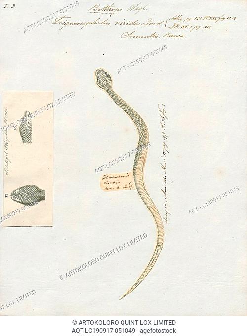 Trigonocephalus viridis, Print, Trimeresurus gramineus, known as the bamboo pit viper, Indian green pit viper, or common green pit viper