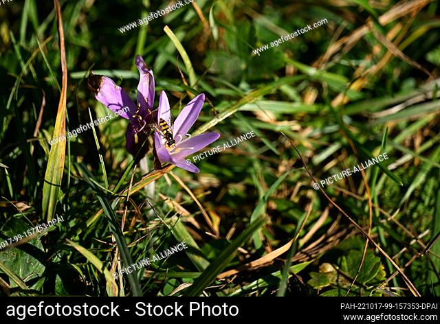 17 October 2022, Bavaria, Gerold: An insect sits on an autumn crocus still blooming in a meadow near Lake Gerold. Photo: Angelika Warmuth/dpa