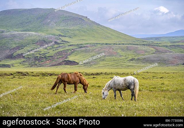 White and brown Icelandic horse in a pasture, Iceland, Europe