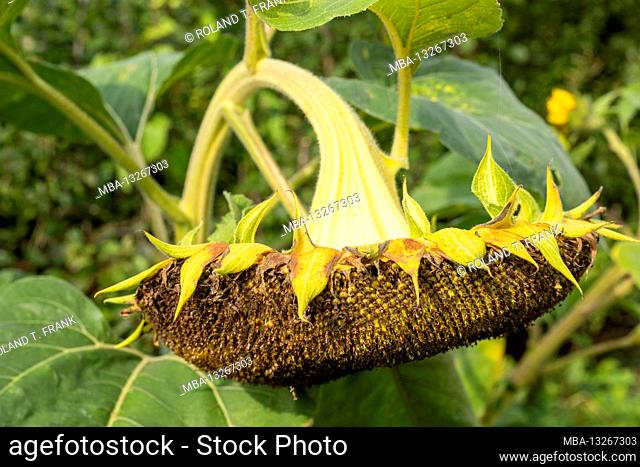 Adult sunflower in a garden