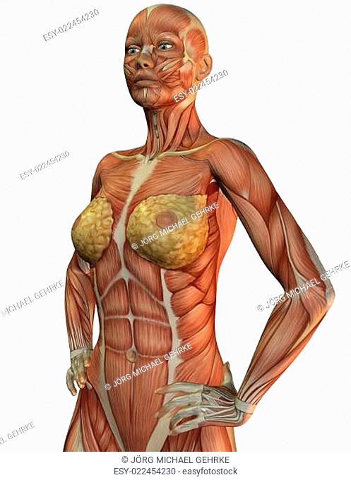Anatomie und Muskeln der Frau beim laufen