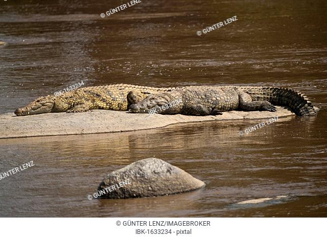Nile crocodiles (Crocodylus niloticus), Mara River, Tanzania, Africa